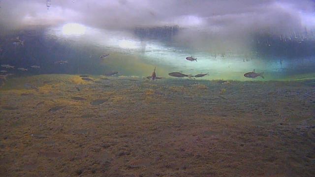 Съёмка под льдом, река Иркут. смотреть онлайн