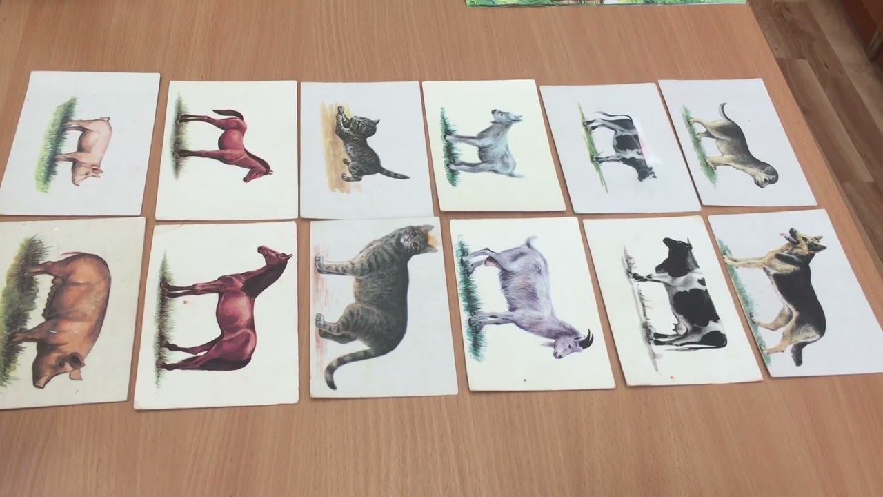 Домашние животные смотреть онлайн