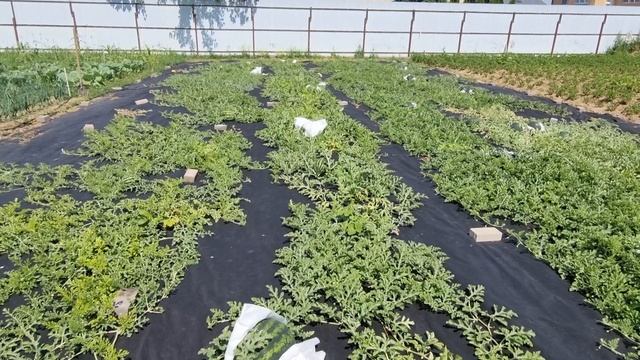 Арбузная бахча в Москве на 3 июля 2022 г. смотреть онлайн