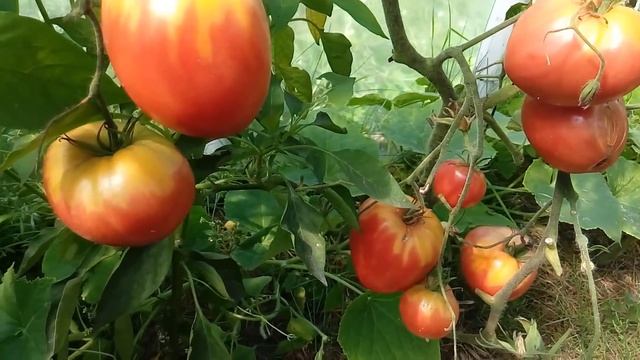 ТОМАТ РОЗОВЫЙ МЕД, КАКИМ ВЫРОС У МЕНЯ В ТЕПЛИЦЕ смотреть онлайн