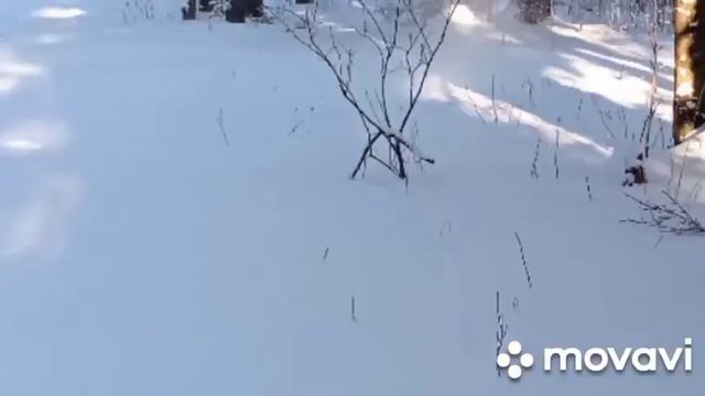 ЭКО тропа "Тайна озера" Зюраткуль. 05.01.2022 смотреть онлайн