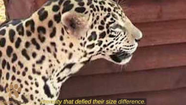 An Aggressive Jaguar Attacked a Dog, but No One Expected what Happened! смотреть онлайн