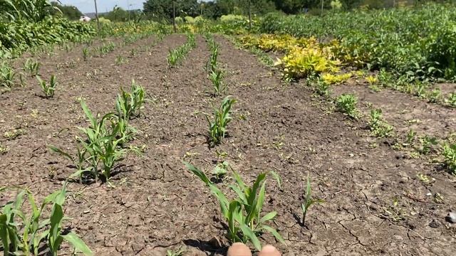 Мой Совет из практики Жизни//урожай? Баклажан//Урожайность при севообороте соседствующих растениях смотреть онлайн