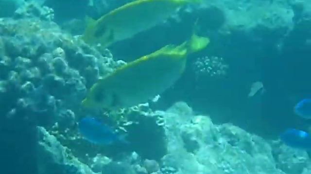 Coral Rabbitfish (коралловая рыба-кролик) смотреть онлайн