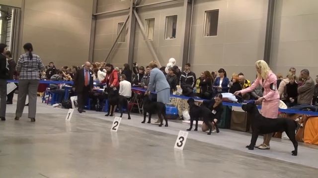 Щенки6.m2ts смотреть онлайн