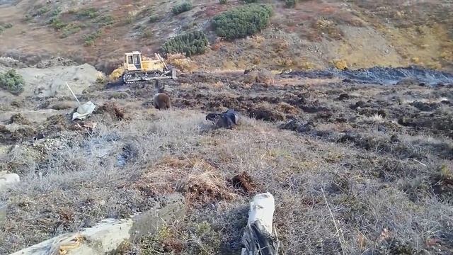 Это Россия, детка! Мужики кормят медведя с рук. Самый обычный день в России! смотреть онлайн