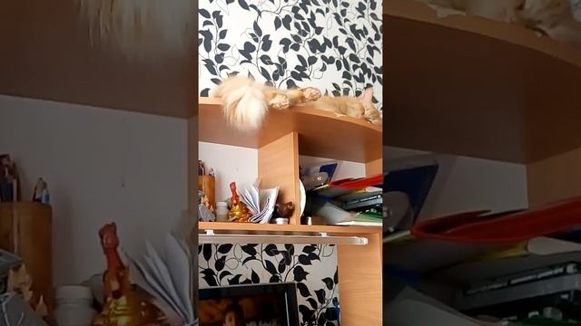 Моему коту лень мыть посуду смотреть онлайн