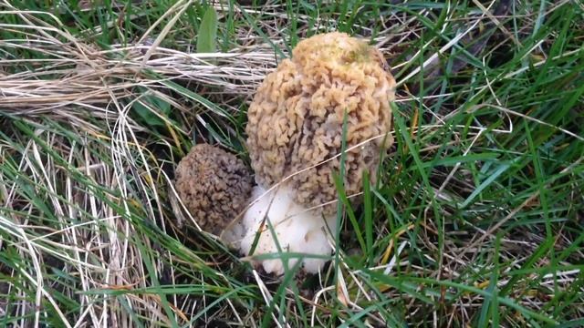 08.04.2023 (Сморчок степной) второй раз на том же месте. смотреть онлайн