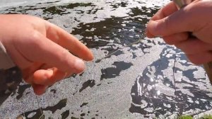 Ловим рыбу на ЭКРАНЫ-ТЕЛЕВИЗОРЫ в новом сезоне.