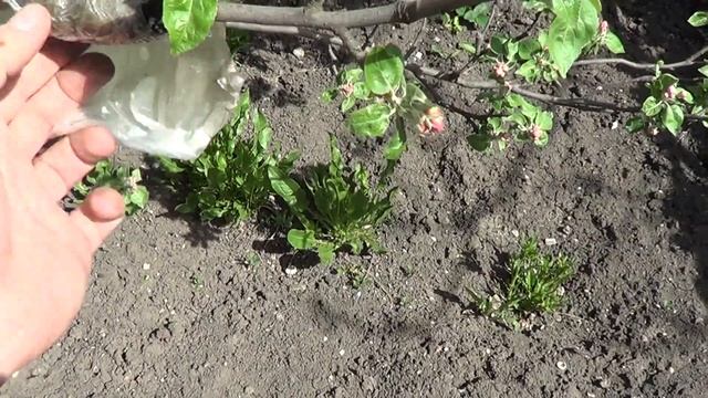 Размножение плодовых деревьев (мой первый опыт) Часть 2 смотреть онлайн