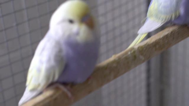 Радужные волнистые попугаи, фиолетовые малыши осваиваются в стайке.