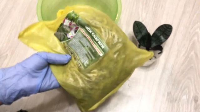 Новая орхидея почтой. Фаленопсис Шиллериана | Phalaenopsis Schilleriana смотреть онлайн