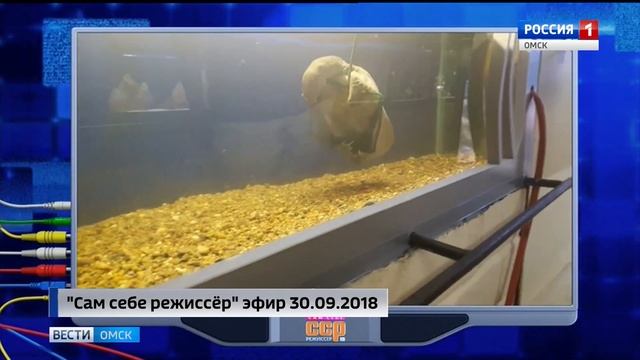 летающая черепаха