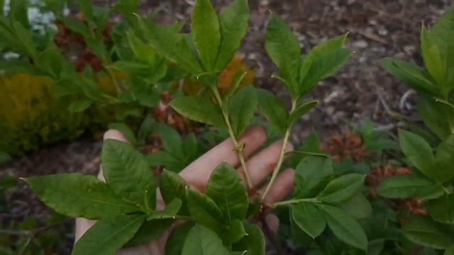 Как выровнять азалию крупноцветковую. Обрезка азалии HOMEBUSH. 25.06.2022 ? смотреть онлайн