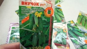 КАКИЕ СОРТА ОГУРЦОВ Я ВЫРАЩИВАЮ В СВОЕЙ ТЕПЛИЦЕ - ГИБРИД ВНУЧОК. Ольга Чернова.