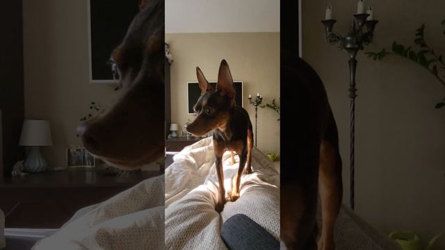 Ласковый пёсик.🤗 смотреть онлайн