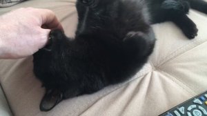 Чёрная кошка