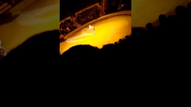 Космос цирк в донецке смотреть онлайн