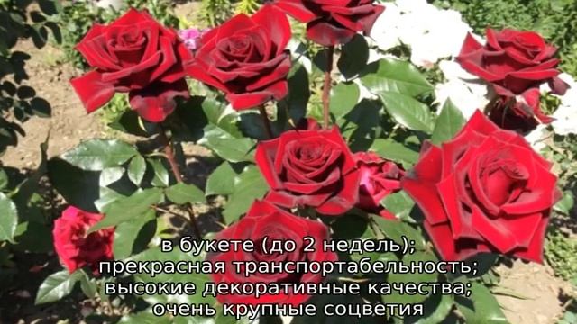 Роза Ред Наоми смотреть онлайн