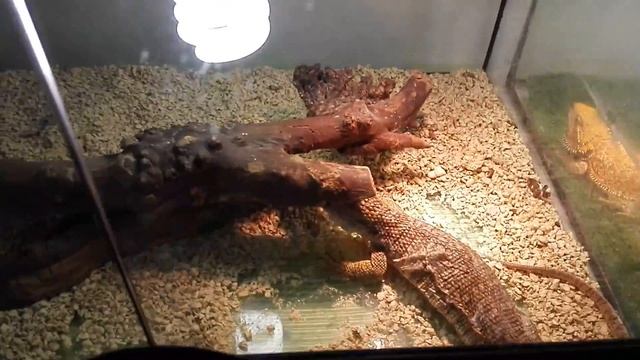 Кормление капского варана смотреть онлайн