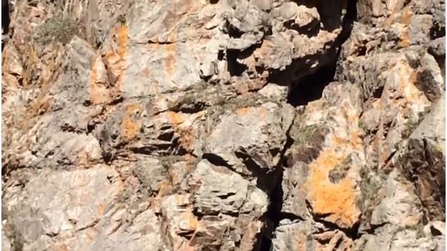 Сибирский горный козёл смотреть онлайн