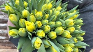 Сорт тюльпана Mari jo