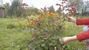 ЦВЕТЫ в моем саду 2016