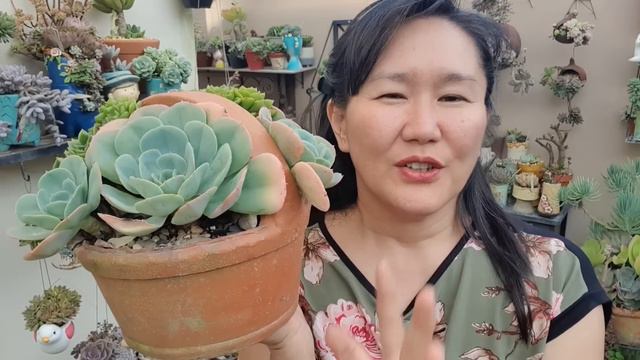 4 DICAS ESSENCIAIS PARA INICIANTES NO CULTIVO DE SUCULENTAS