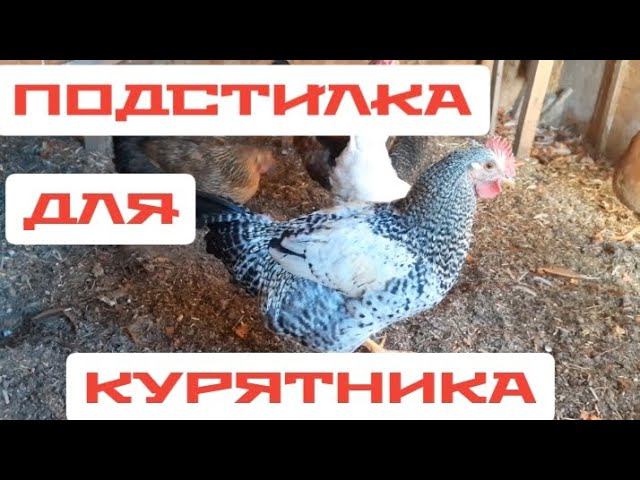 хорошая подстилка в курятнике для курочек. смотреть онлайн