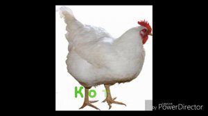 Животные на чеченском языке🐾