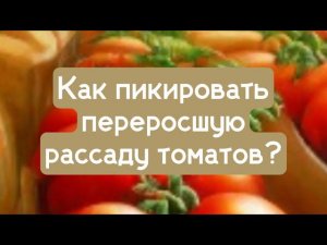 Как пикировать переросшую рассаду томатов.