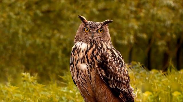 Ворон лат  Corvus Corax