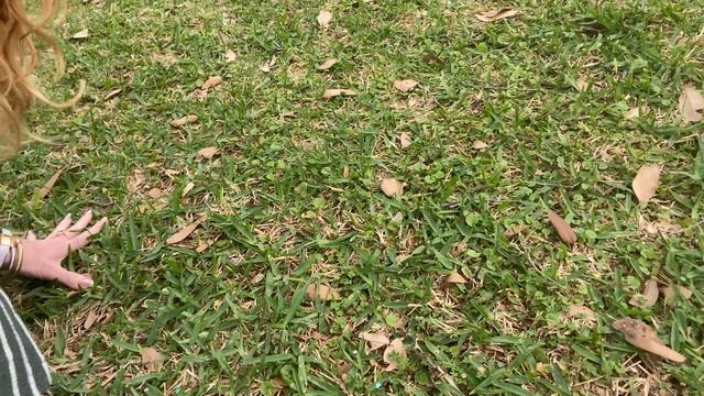 Sunday Lawn Care Review Subscription - Sunday Lawn Coupon + How-To - 1 Year Later Highly Recommend! смотреть онлайн