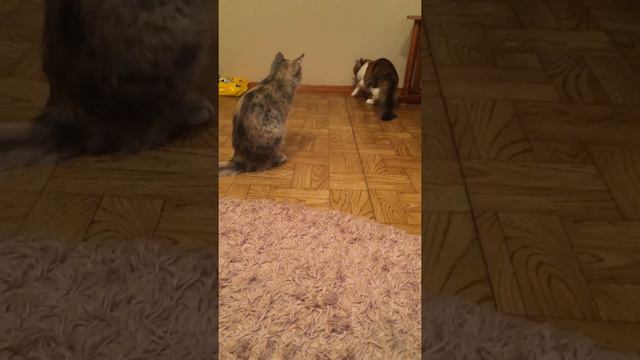 Кошка приносит как собака смотреть онлайн