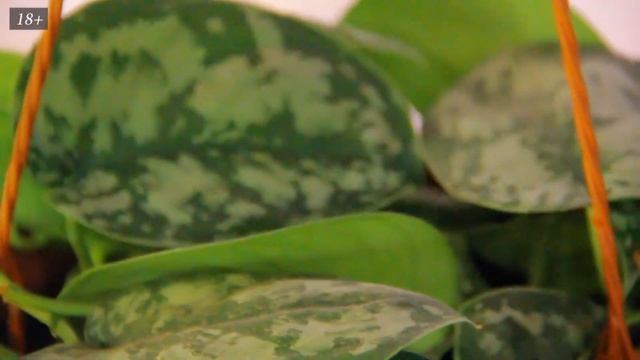 Посадка большого количества эпипремнума в один горшок смотреть онлайн