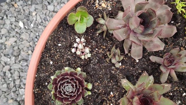 Весенняя пересадка суккулентов в кашпо #молодило #очитки#седум Контейнерное садоводство #sempervivu смотреть онлайн