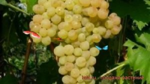 Виноград плодовый Солярис (vitis) ? виноград Солярис обзор: как сажать рассада винограда Солярис