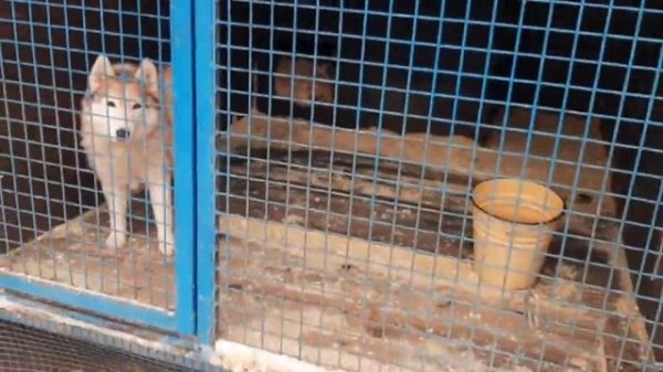 Прогулки по Москве. Поездка в Дзержинский на Оленью ферму Walkservice. Хаски. Олени. Еноты и др