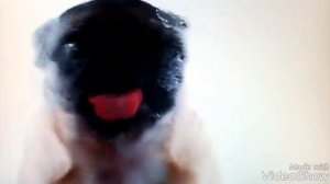 Мопс лижет ваш экран