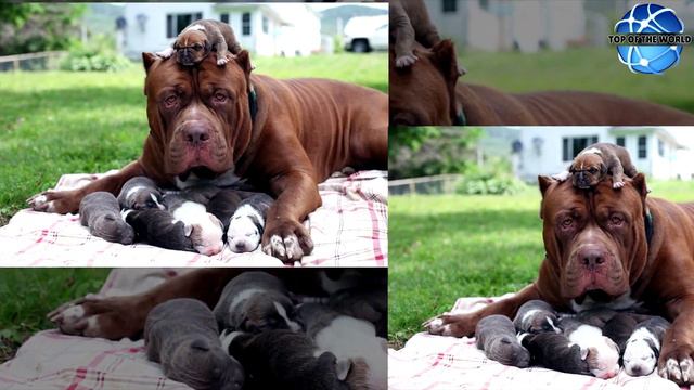 World’s Largest Pitbull 'HULK' Owns $500,000 Worth Ruppies смотреть онлайн