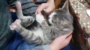 Кот сосет свой хвост!!!