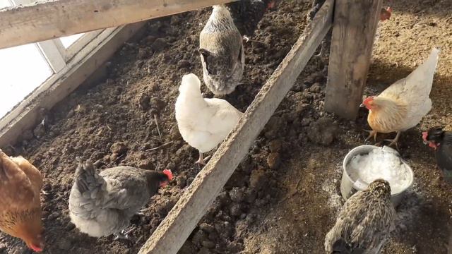 Утро и день на зимнем выгуле для курочек без прекрас. смотреть онлайн