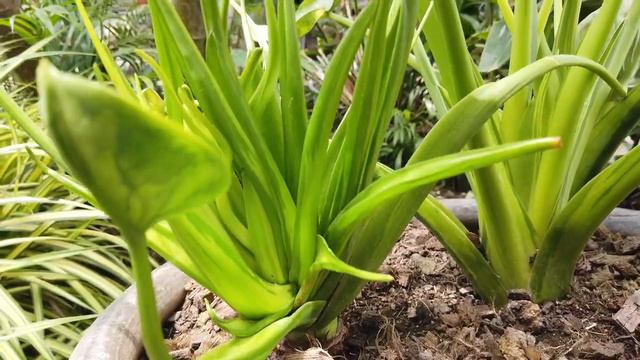 Rare Alocasia cucullata смотреть онлайн
