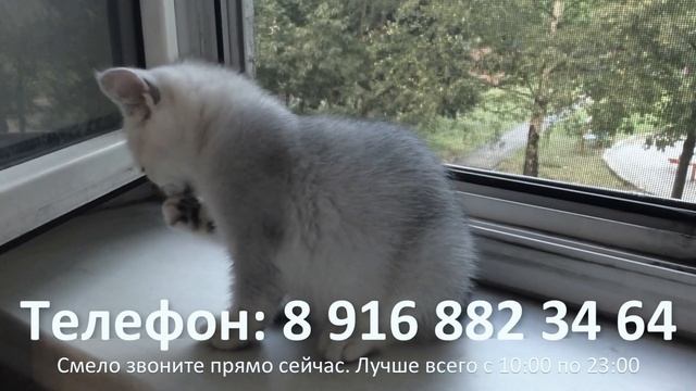 Британская серебристая девочка шиншилла