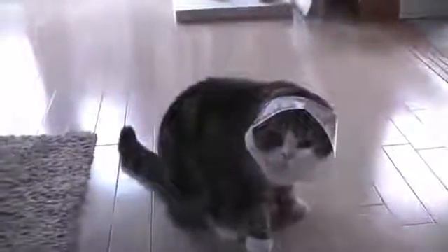 Прикол самый веселый кот 2014 года смотреть онлайн