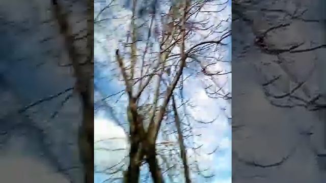 Гуляю на школе под песню никотин смотреть онлайн