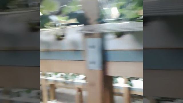 Клубника круглый год в зимней теплице. смотреть онлайн