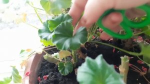 ПЕЛАРГОНИЯ ПОСЛЕ ОБРЕЗКИ ПОД ПЕНЬКИ. ПРОДОЛЖАЮ РЕЗАТЬ И УКОРЕНЯТЬ. ВНОШУ ОЧЕРЕДНУЮ ПОДКОРМКУ.