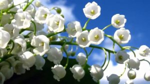 Красивая музыка и цветы! Это лучшая музыка для души! Сергея Чекалина ! Послушайте…