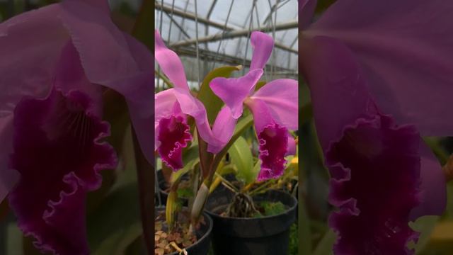 Cattleya labiata rubra смотреть онлайн